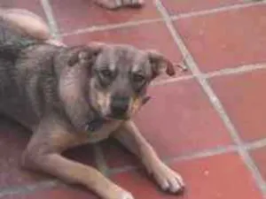Cachorro raça Desonhecida idade 7 a 11 meses nome Nala