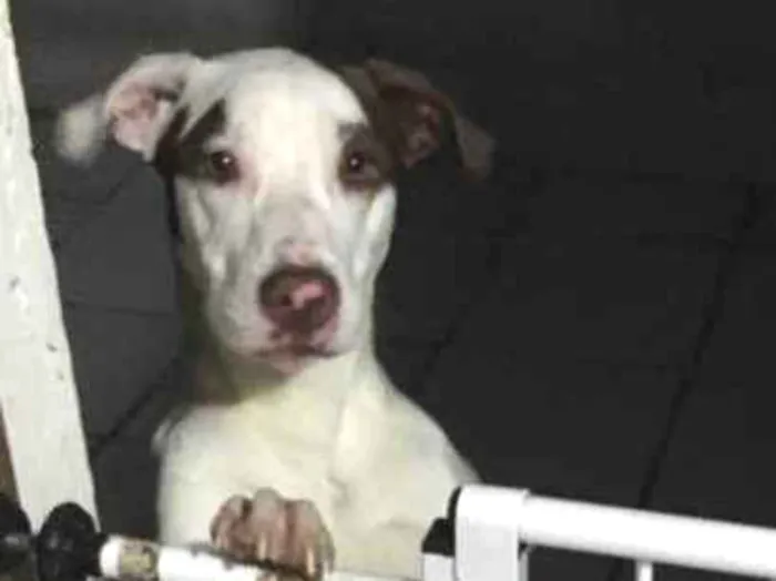 Cachorro ra a SRD idade 7 a 11 meses nome Luna 