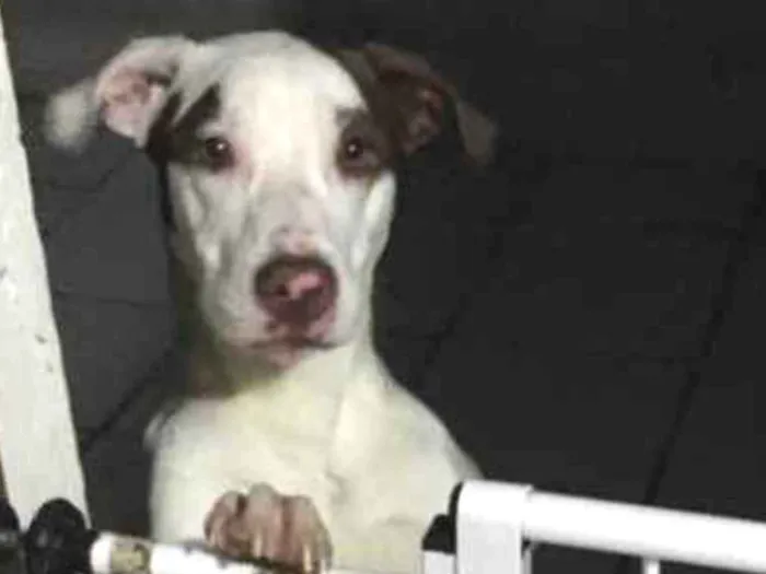 Cachorro ra a SRD idade 7 a 11 meses nome Luna 