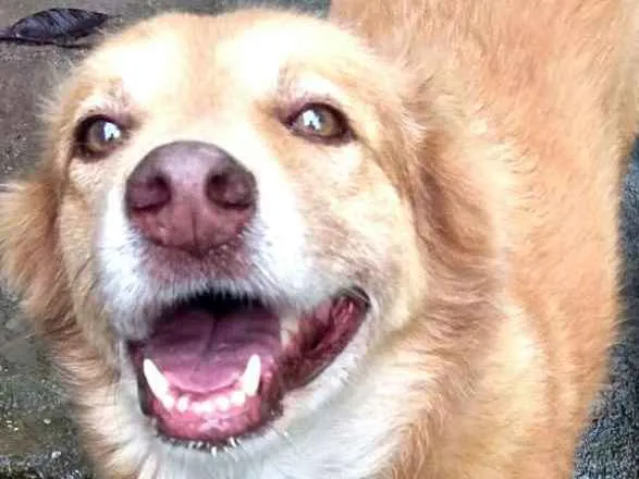 Cachorro ra a  idade 3 anos nome Mel