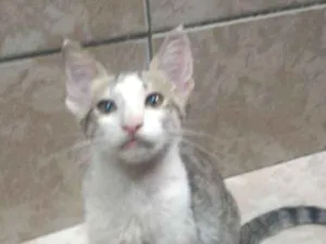 Gato raça Sem raça definitiva idade 2 a 6 meses nome Sem nome
