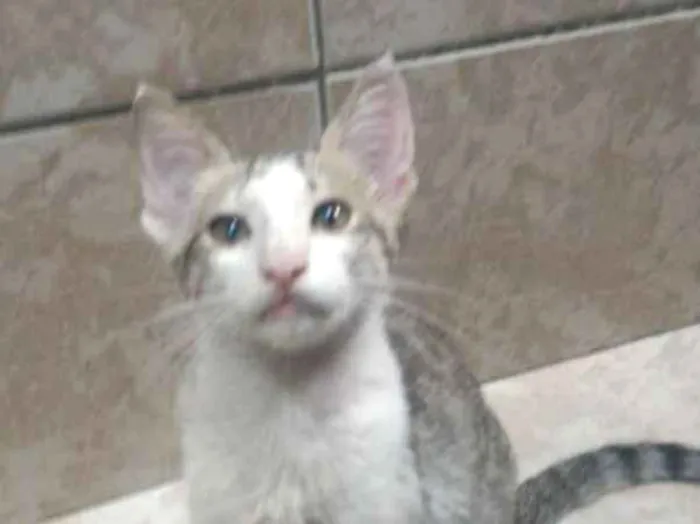 Gato ra a Sem raça definitiva idade 2 a 6 meses nome Sem nome