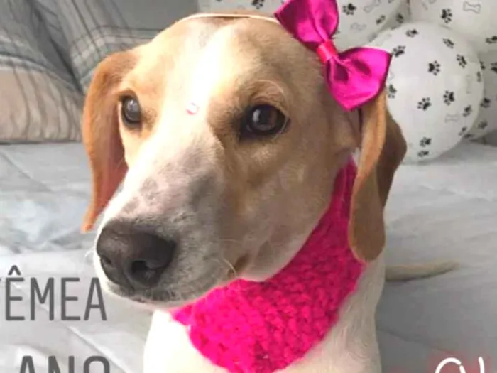 Cachorro ra a Sem raça definida  idade 1 ano nome Princesa