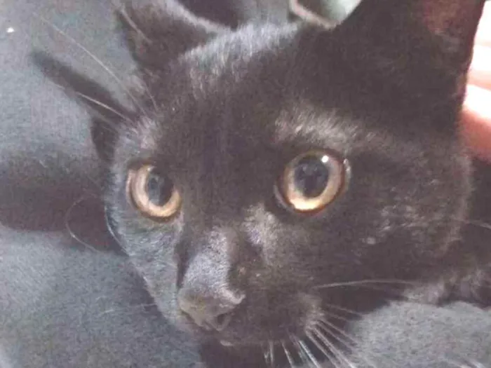 Gato ra a Vira-lata idade 2 a 6 meses nome Neguinho e Ziggy