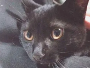 Gato raça Vira-lata idade 2 a 6 meses nome Neguinho e Ziggy