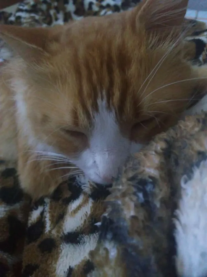 Gato raça Não definida idade 7 a 11 meses nome Polenta