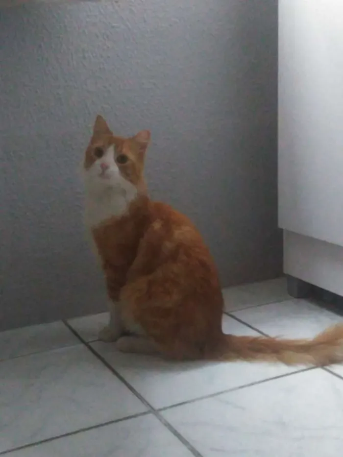 Gato raça Não definida idade 7 a 11 meses nome Polenta