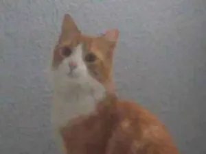 Gato raça Não definida idade 7 a 11 meses nome Polenta