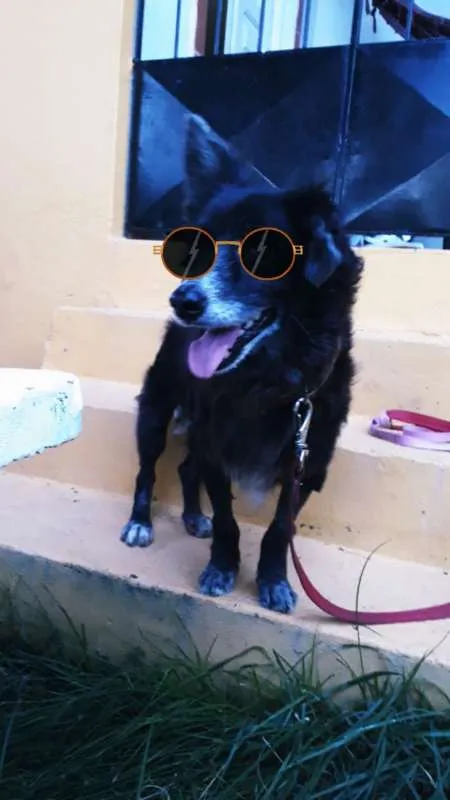 Cachorro ra a SRD idade 6 ou mais anos nome Pneu (Castrado)