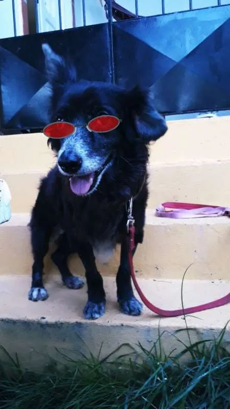 Cachorro ra a SRD idade 6 ou mais anos nome Pneu (Castrado)