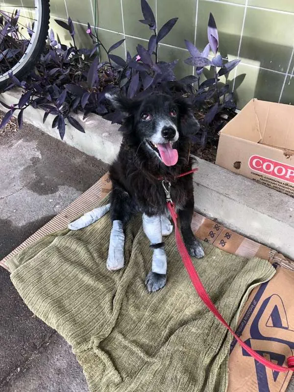 Cachorro ra a SRD idade 6 ou mais anos nome Pneu (Castrado)