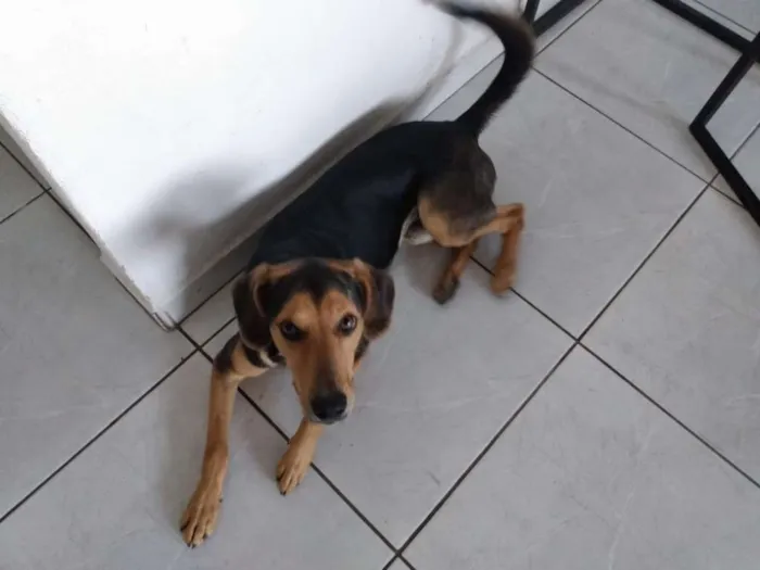 Cachorro ra a Mestiço idade 7 a 11 meses nome Stark 