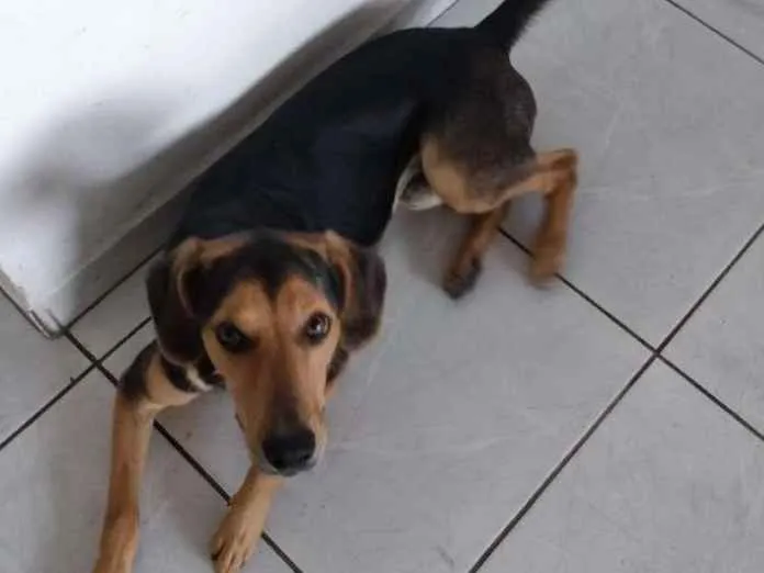 Cachorro ra a Mestiço idade 7 a 11 meses nome Stark 