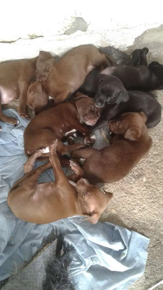 Cachorro raça srd idade 2 a 6 meses nome recem nascidos