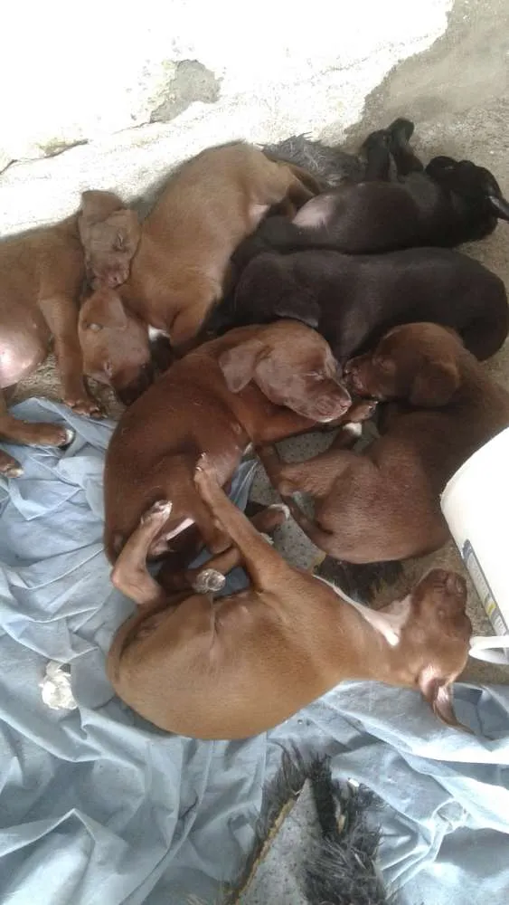 Cachorro raça srd idade 2 a 6 meses nome recem nascidos