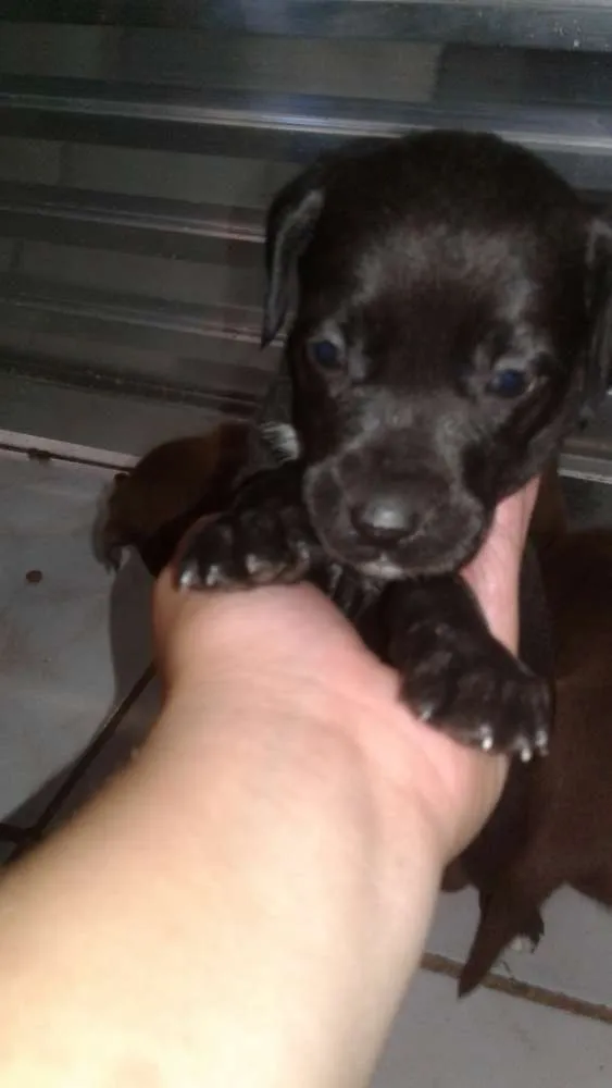 Cachorro raça srd idade 2 a 6 meses nome recem nascidos