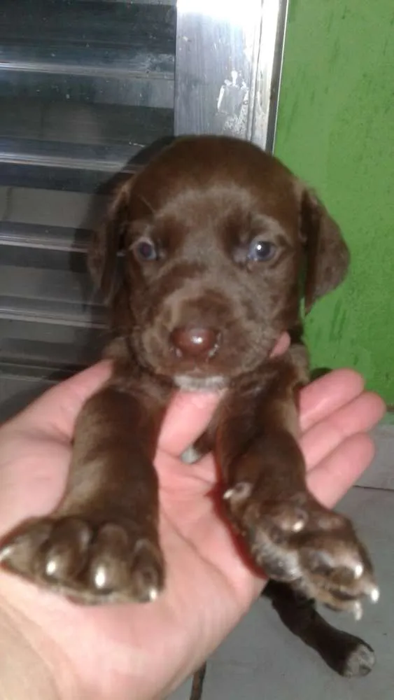 Cachorro raça srd idade 2 a 6 meses nome recem nascidos