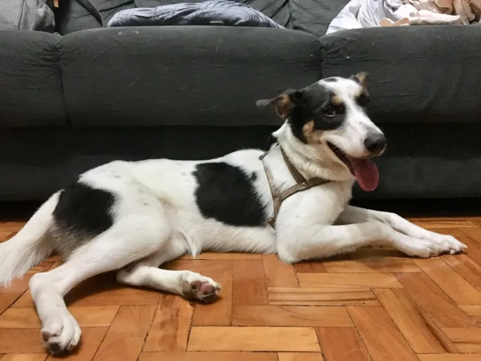 Cachorro ra a SRD idade 1 ano nome Tutti
