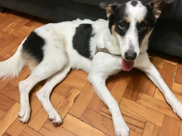 Cachorro ra a SRD idade 1 ano nome Tutti
