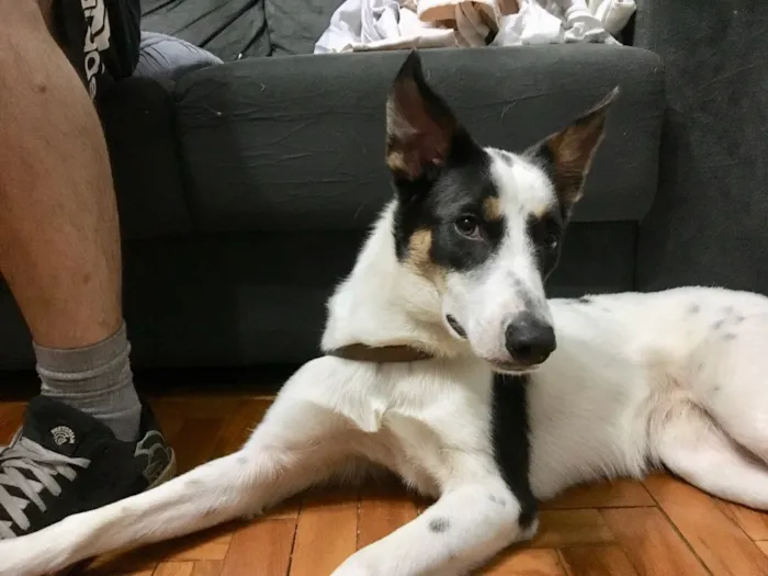 Cachorro ra a SRD idade 1 ano nome Tutti