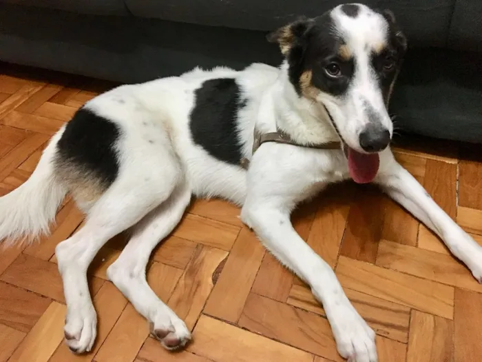 Cachorro ra a SRD idade 1 ano nome Tutti