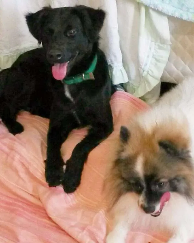 Cachorro ra a SRD idade 2 anos nome Guri