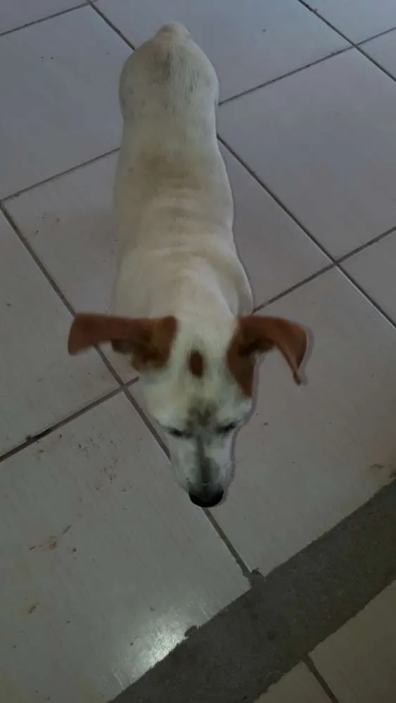 Cachorro ra a Indefinido idade 7 a 11 meses nome Sete