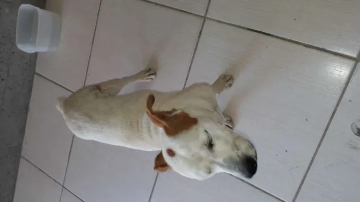 Cachorro ra a Indefinido idade 7 a 11 meses nome Sete