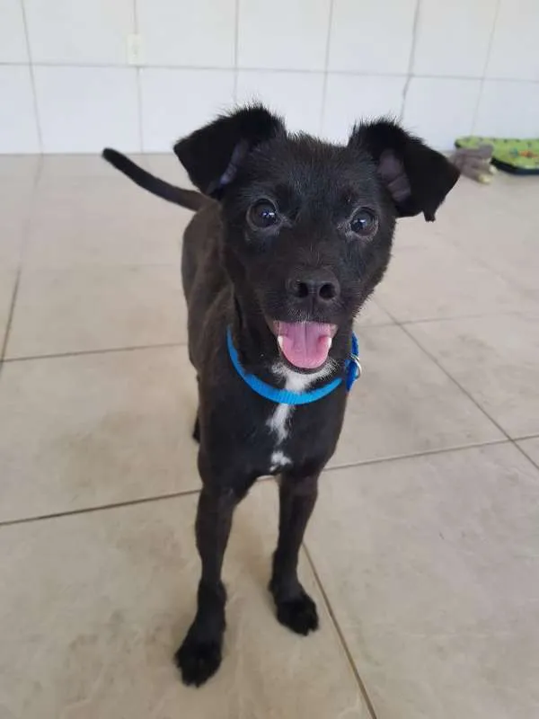 Cachorro ra a Sem raça definida idade 2 anos nome Chiquinho