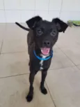 Chiquinho