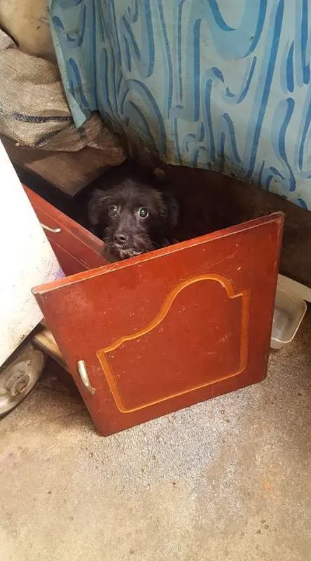 Cachorro ra a Sem raça definida idade 2 anos nome Chiquinho