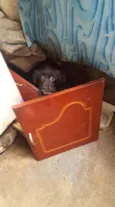 Chiquinho