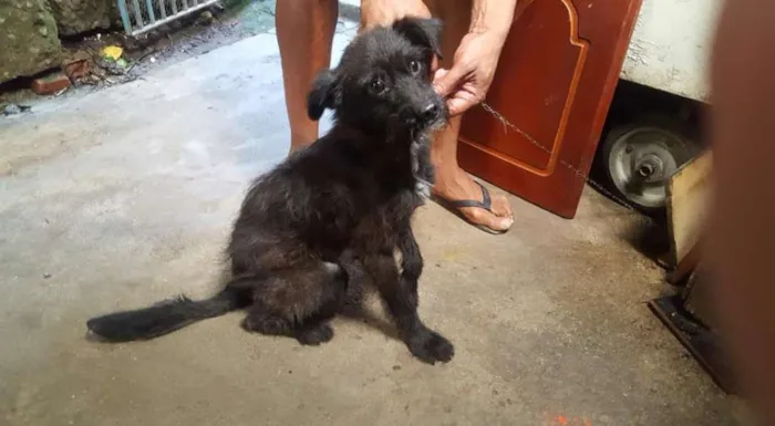 Cachorro ra a Sem raça definida idade 2 anos nome Chiquinho