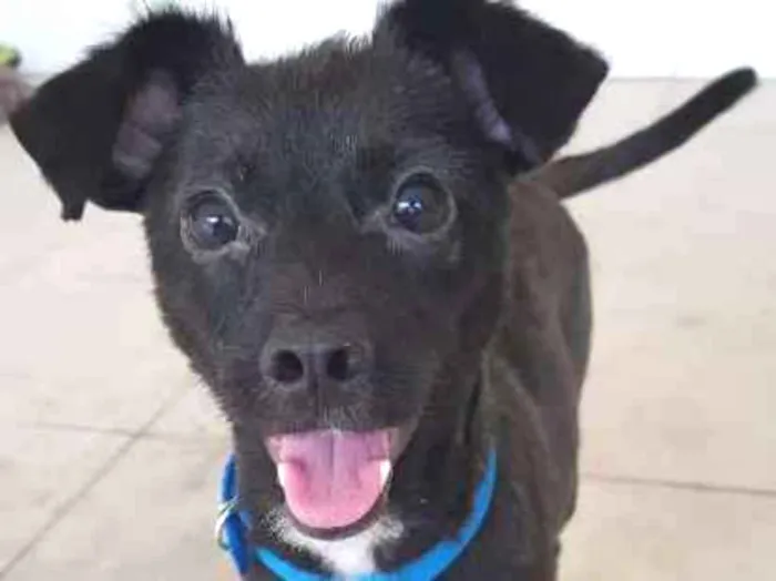 Cachorro ra a Sem raça definida idade 2 anos nome Chiquinho