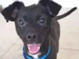 Chiquinho