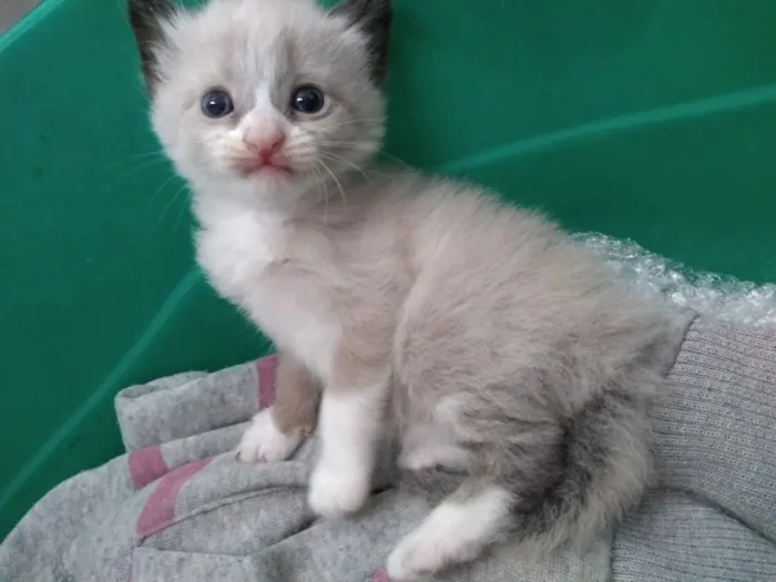 Gato ra a  idade 2 a 6 meses nome Sem nome