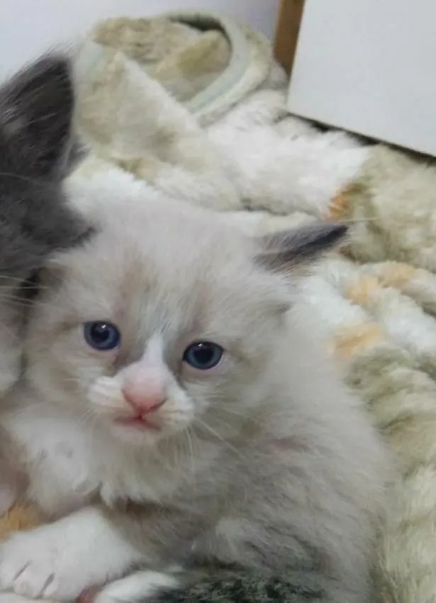 Gato ra a  idade 2 a 6 meses nome Sem nome