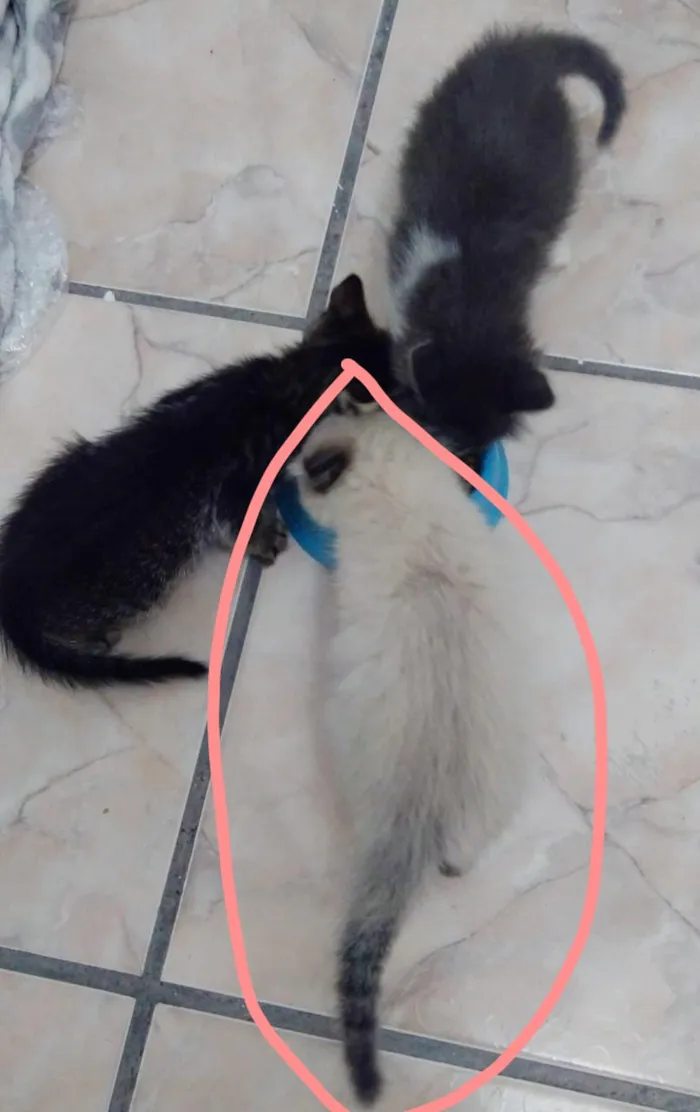 Gato ra a  idade 2 a 6 meses nome Sem nome
