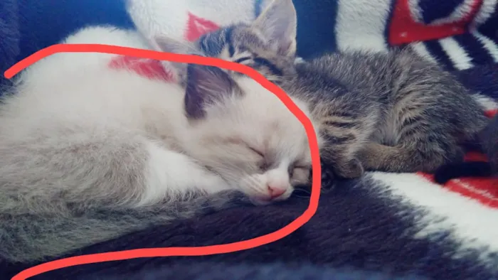 Gato ra a  idade 2 a 6 meses nome Sem nome