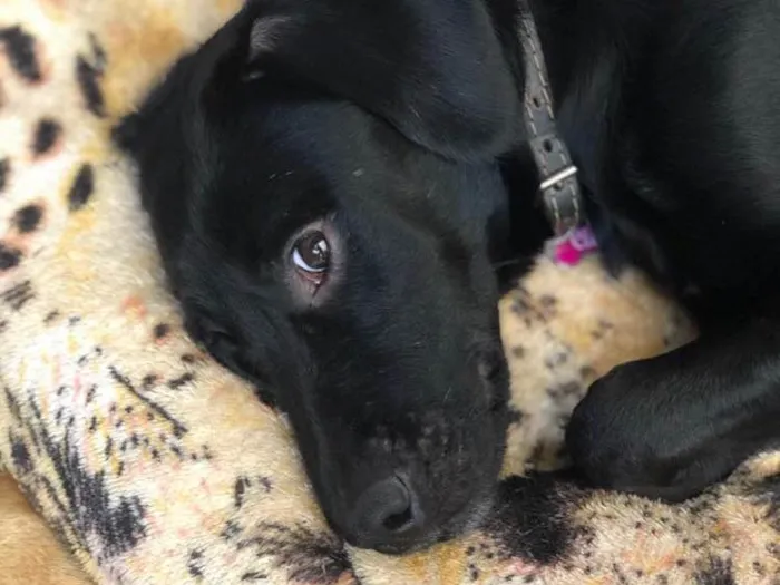 Cachorro raça SRD idade 1 ano nome Cleo