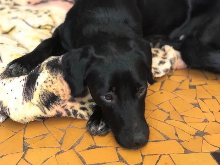 Cachorro raça SRD idade 1 ano nome Cleo