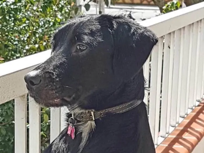 Cachorro raça SRD idade 1 ano nome Cleo