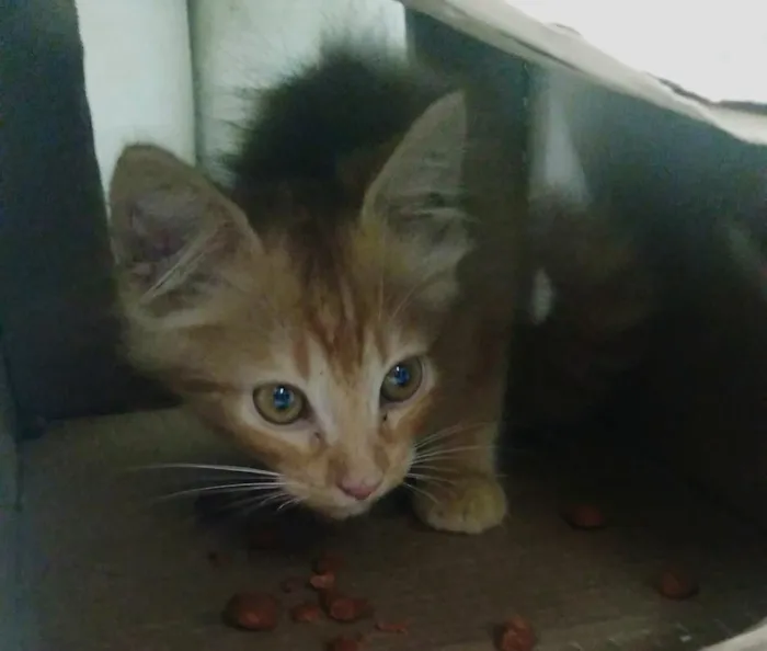 Gato ra a Gato Amarelo tipo Garfild idade Abaixo de 2 meses nome Joaquim