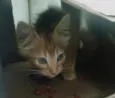 Joaquim