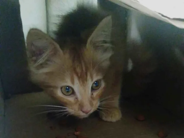 Gato ra a Gato Amarelo tipo Garfild idade Abaixo de 2 meses nome Joaquim