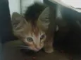 Joaquim