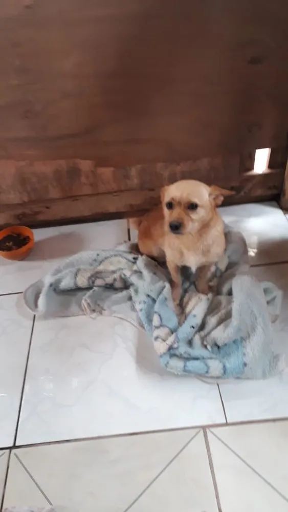 Cachorro ra a Srd com terrier idade 1 ano nome Lessie Linda e fofa 