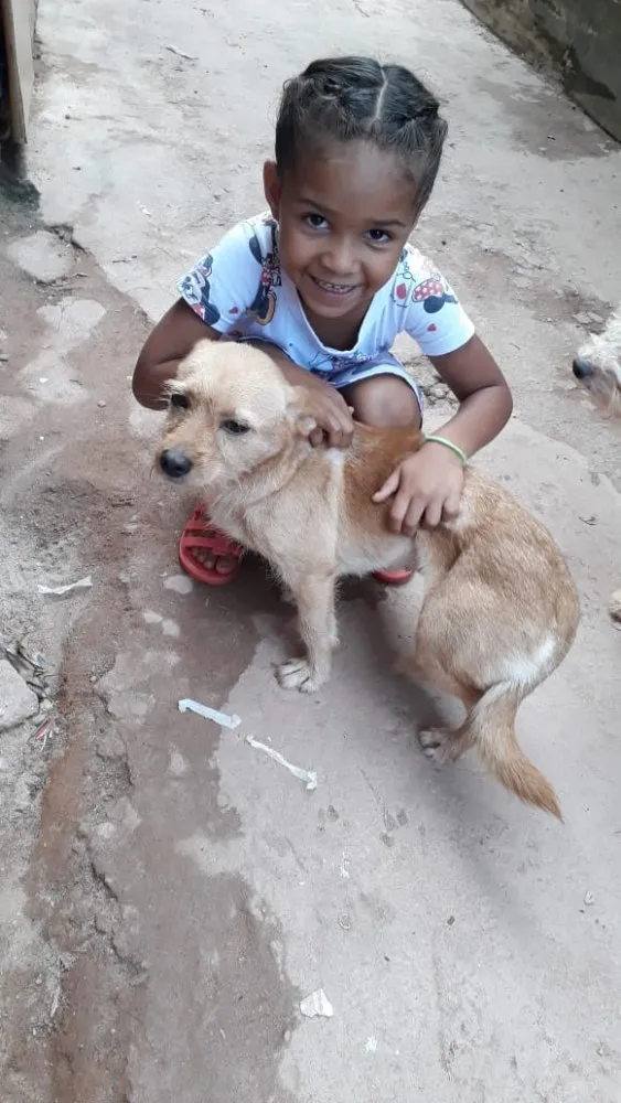 Cachorro ra a Srd com terrier idade 1 ano nome Lessie Linda e fofa 