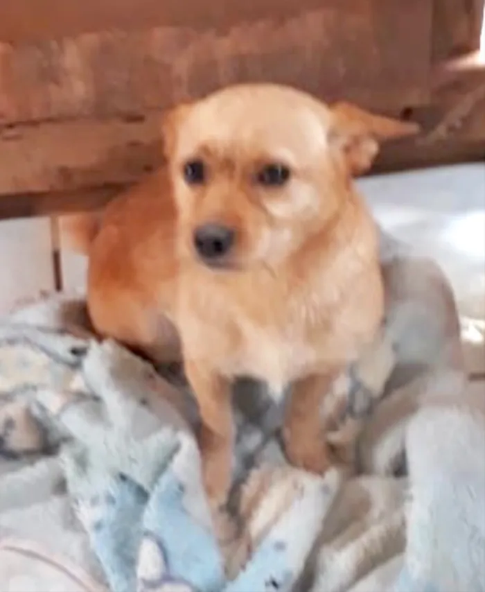 Cachorro ra a Srd com terrier idade 1 ano nome Lessie Linda e fofa 