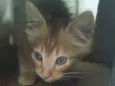 Joaquim